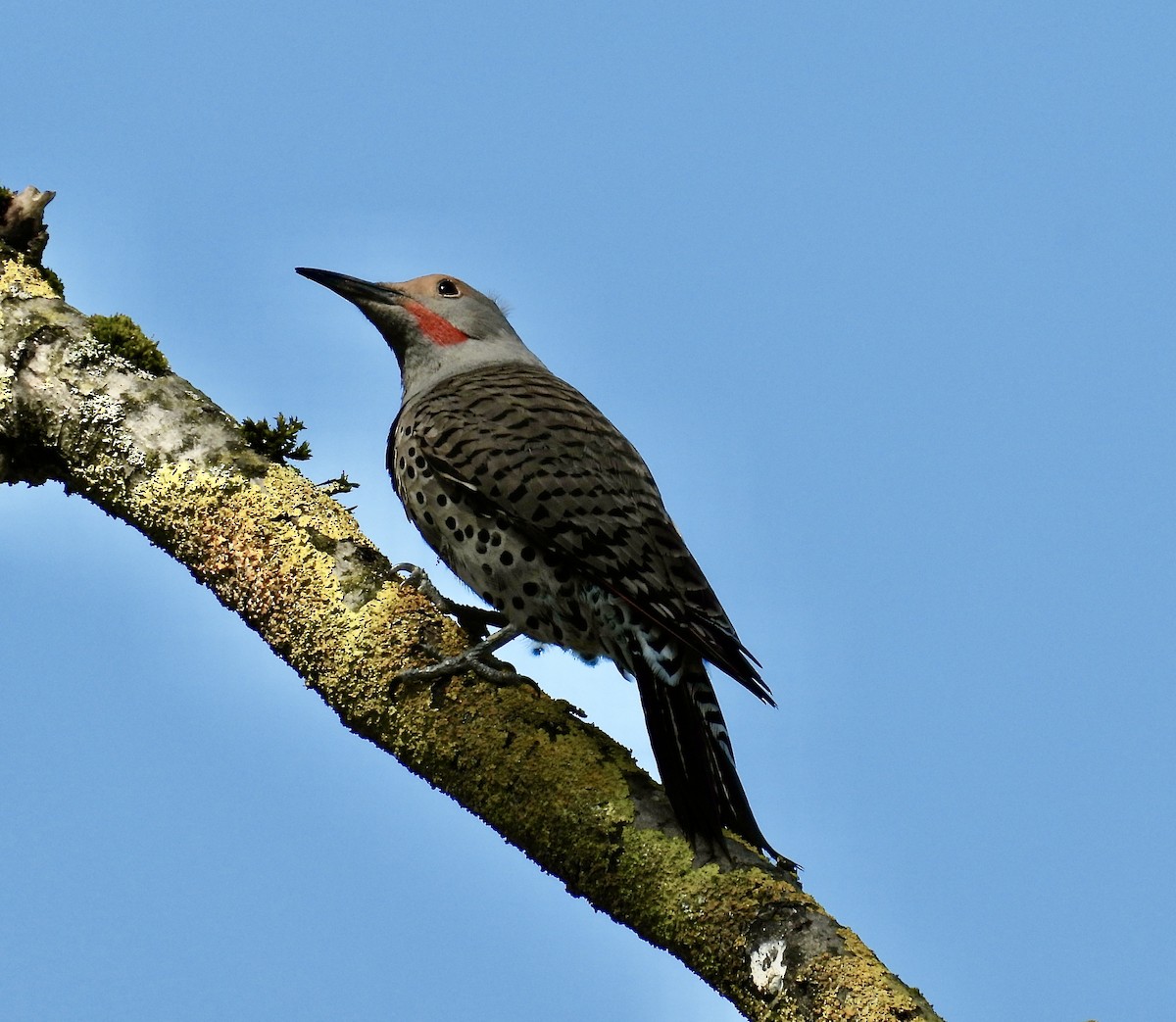 Northern Flicker - Ted Goshulak