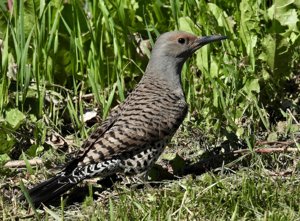 Northern Flicker - Ted Goshulak