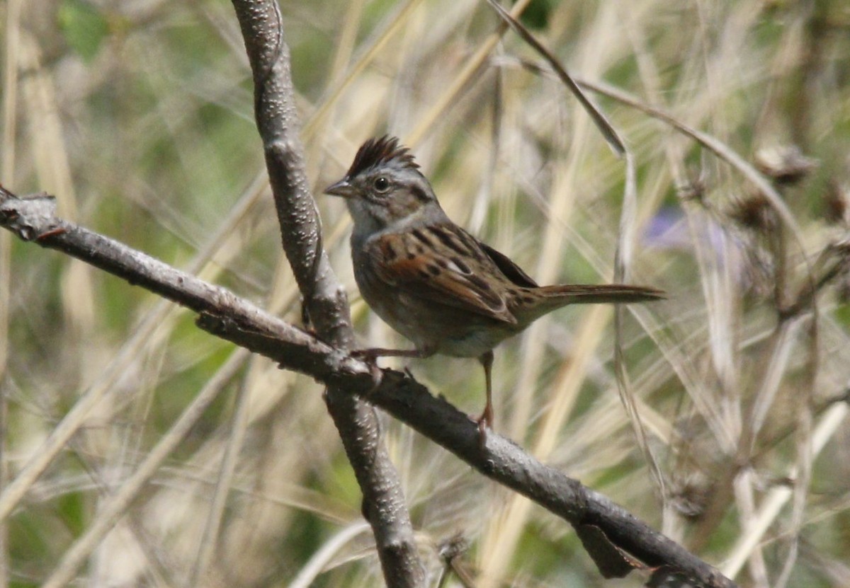 Swamp Sparrow - Becky Lutz