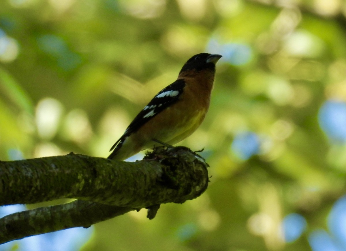 Black-headed Grosbeak - Ted Goshulak