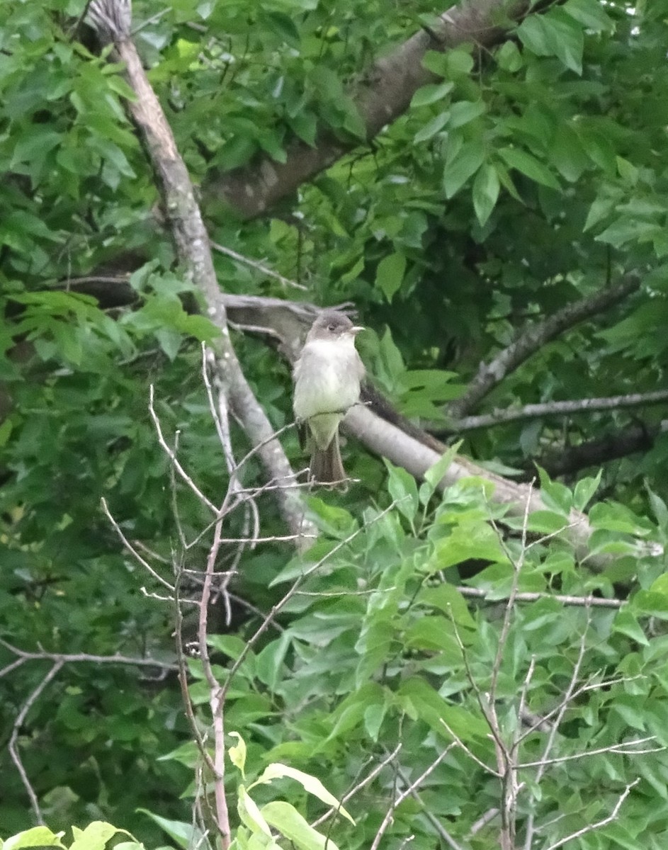 Empidonax sp. - Diana Herron