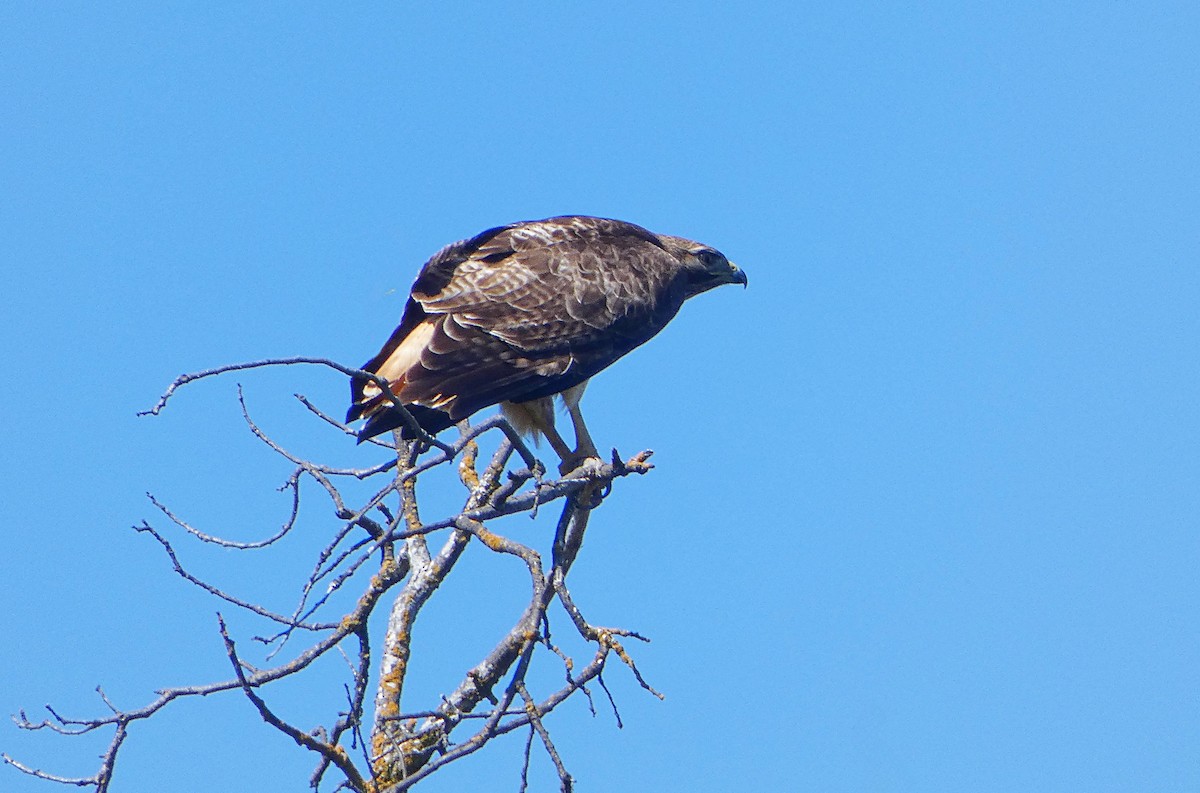Red-tailed Hawk - Cara Barnhill