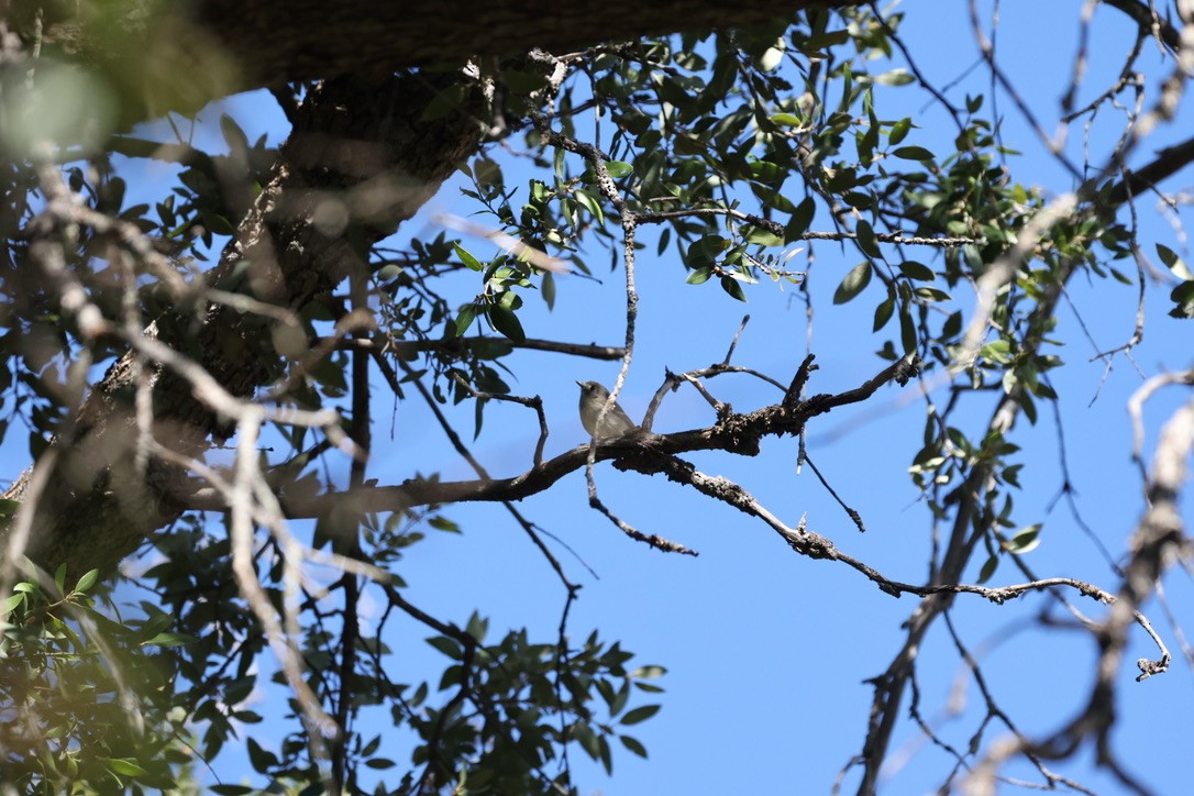 Hutton's Vireo - Kris McMillan