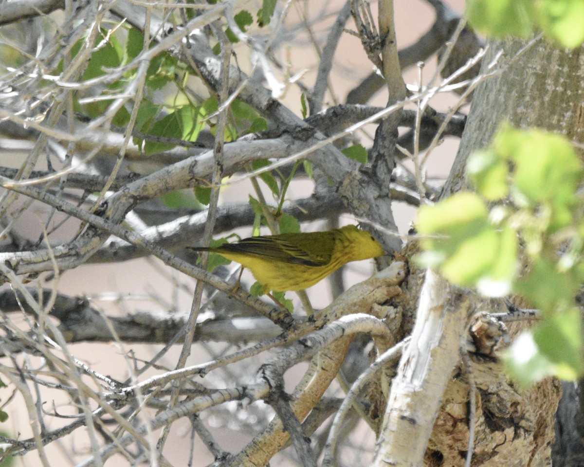 Yellow Warbler - ML618785507