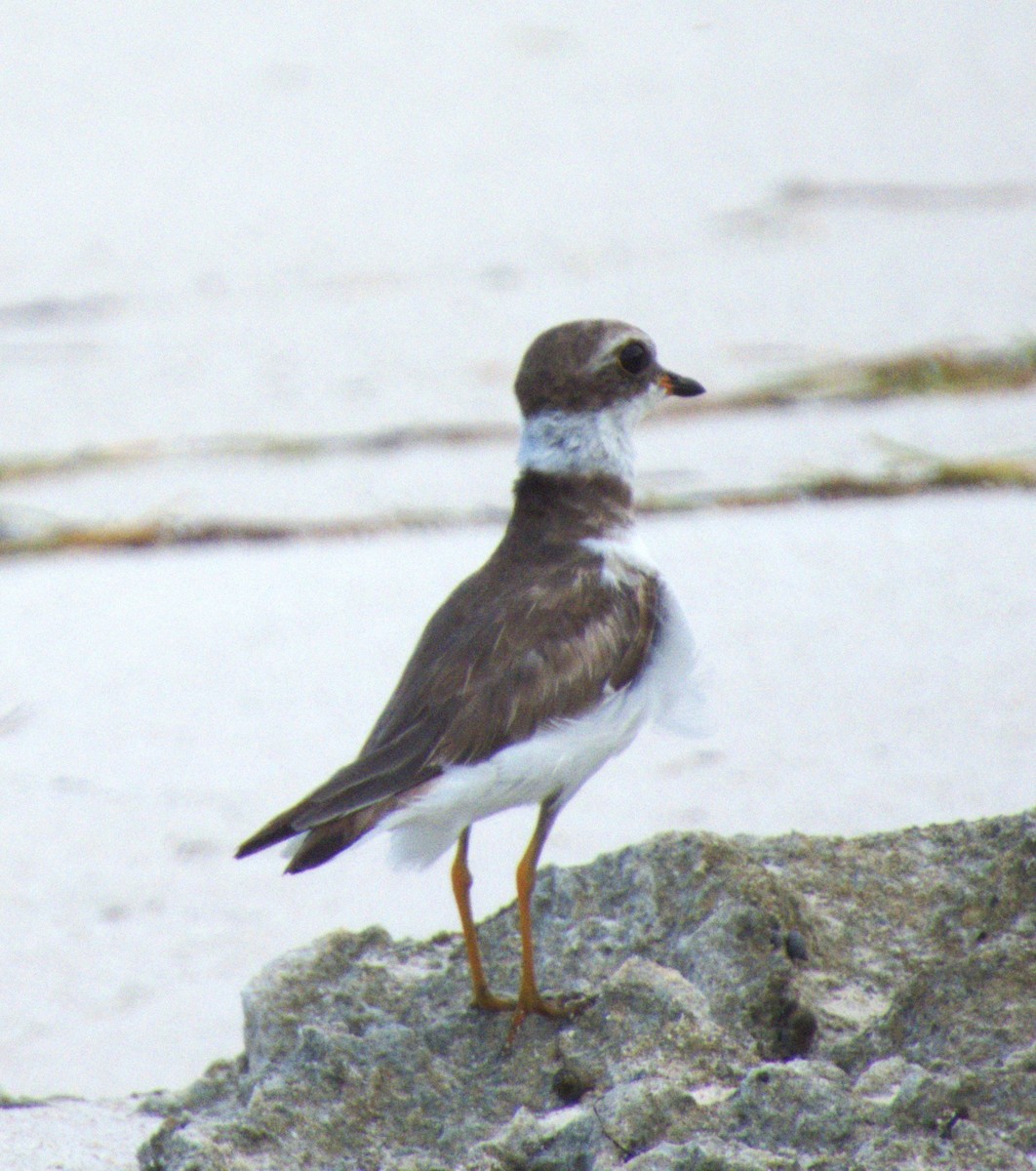 Semipalmated Plover - ML618785512