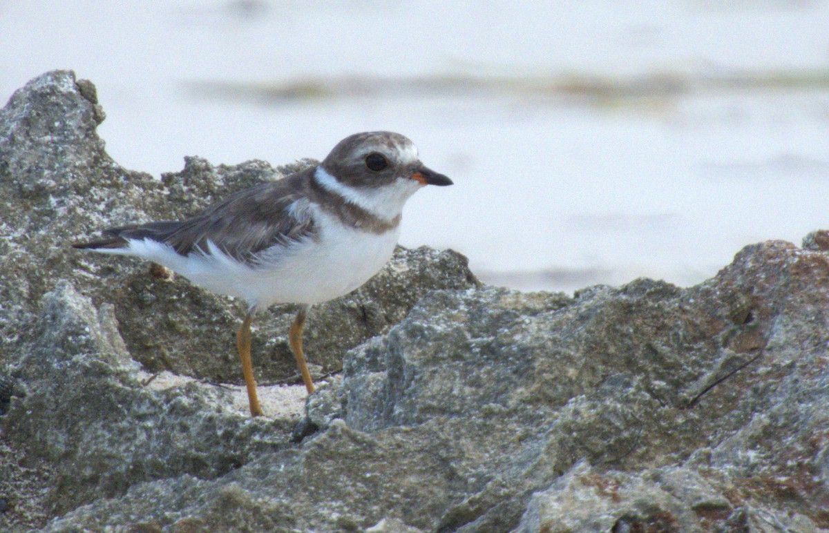 Semipalmated Plover - ML618785513