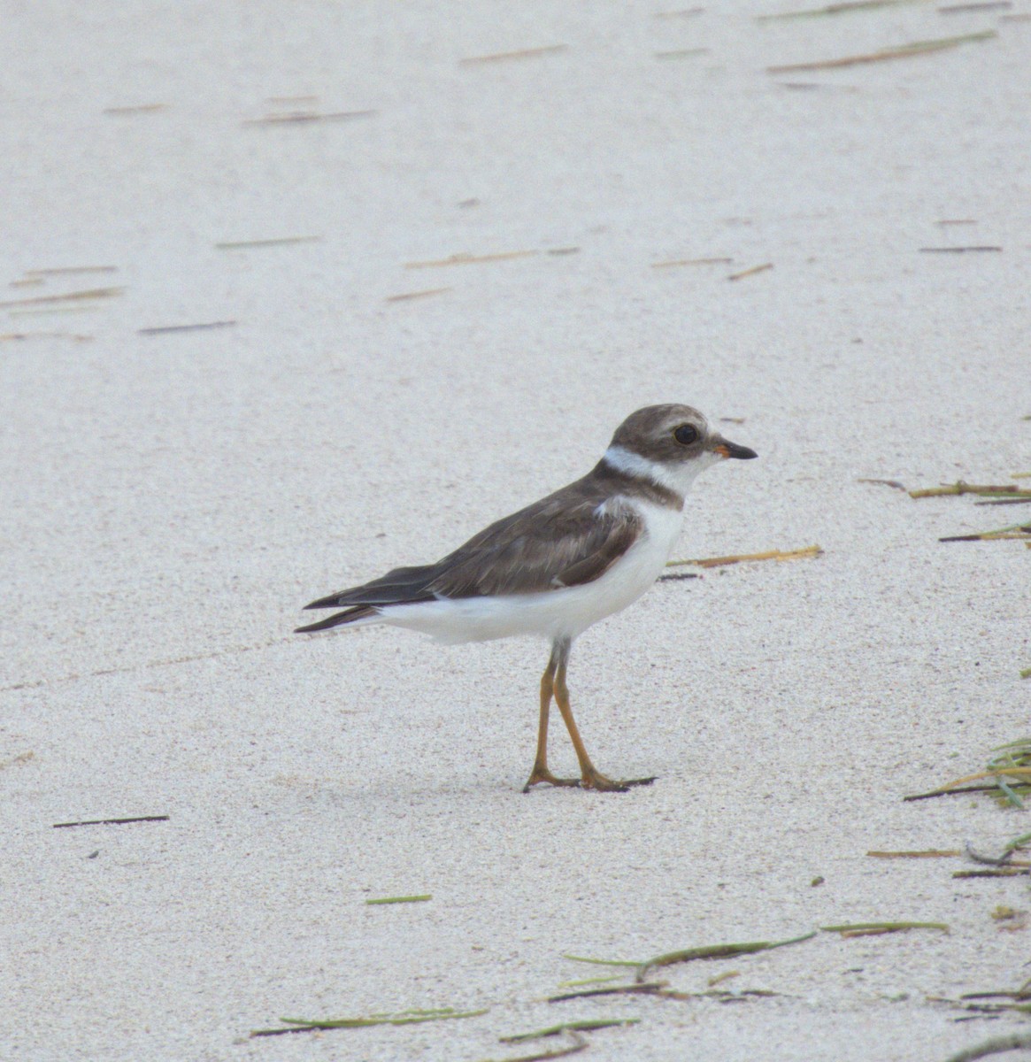 Semipalmated Plover - ML618785514