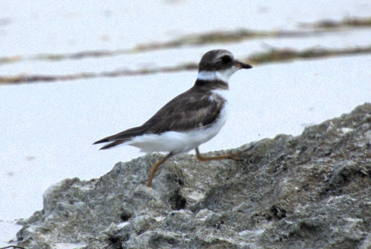 Semipalmated Plover - ML618785515