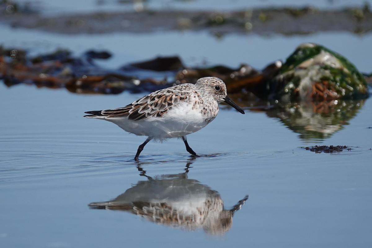 Sanderling - Steve Hampton