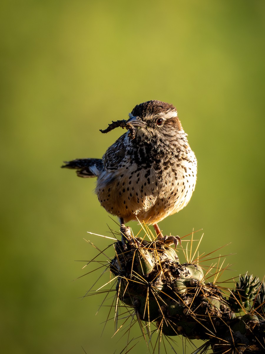 Cactus Wren - Ken Ferguson