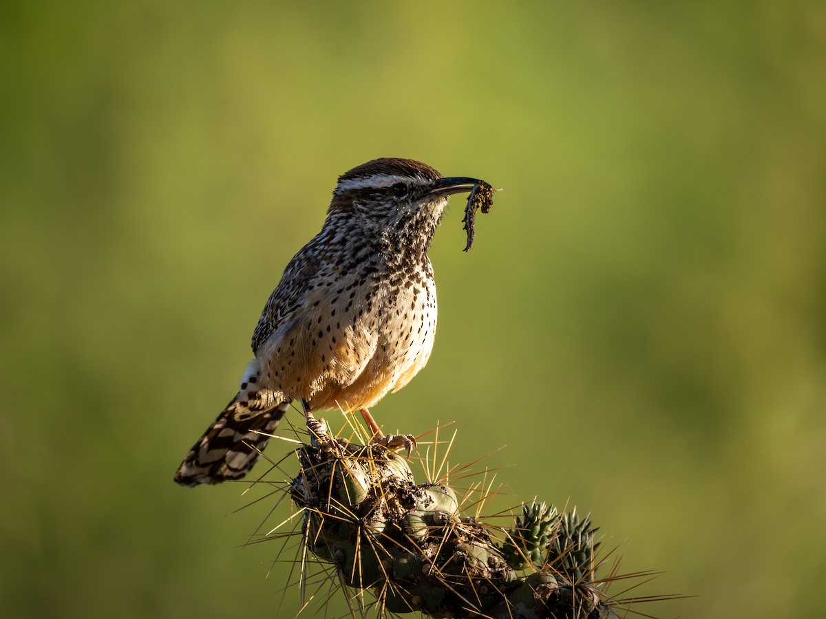 Cactus Wren - Ken Ferguson