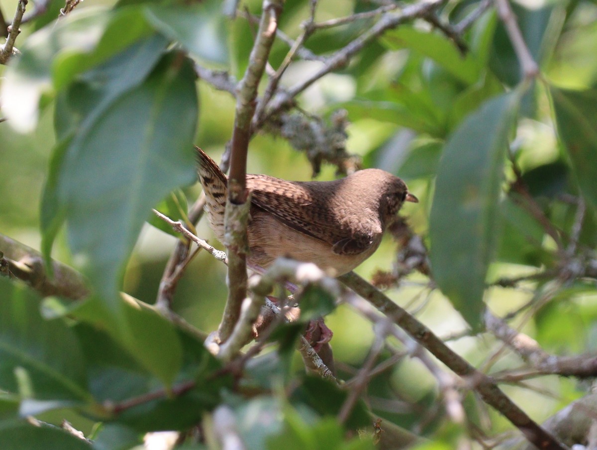 House Wren - Julio P