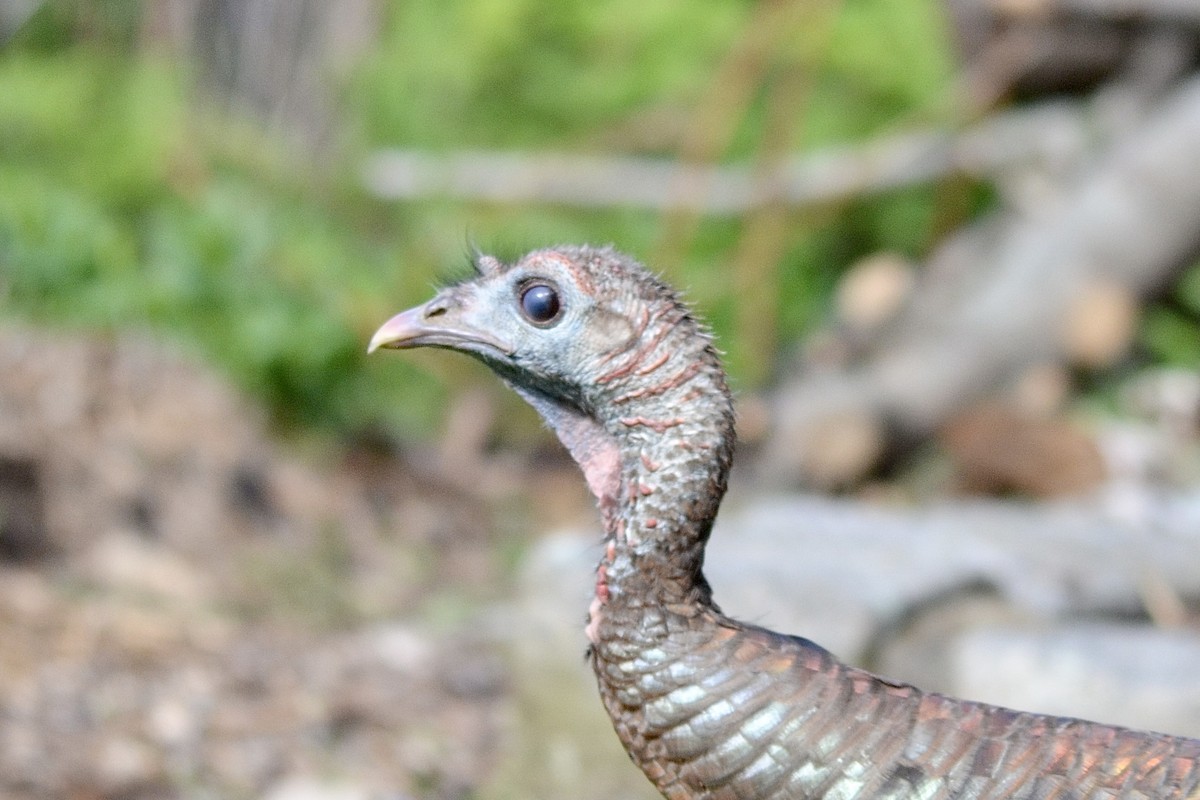 Wild Turkey - ML618785547