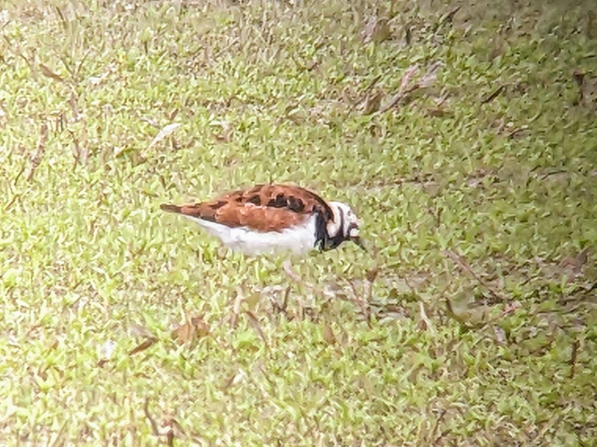 Ruddy Turnstone - jean bernier