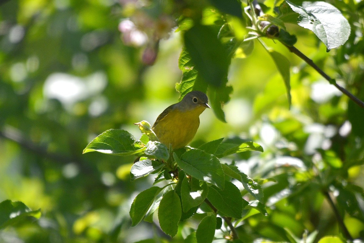 Nashville Warbler - Kienan Reilly