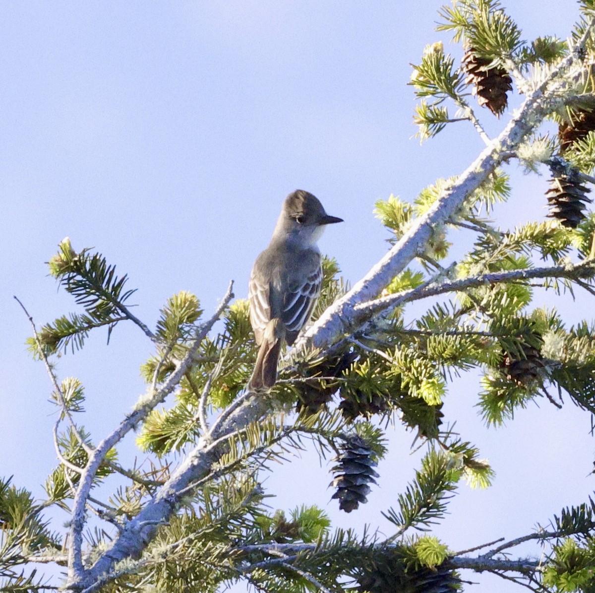 Ash-throated Flycatcher - Adam Dudley