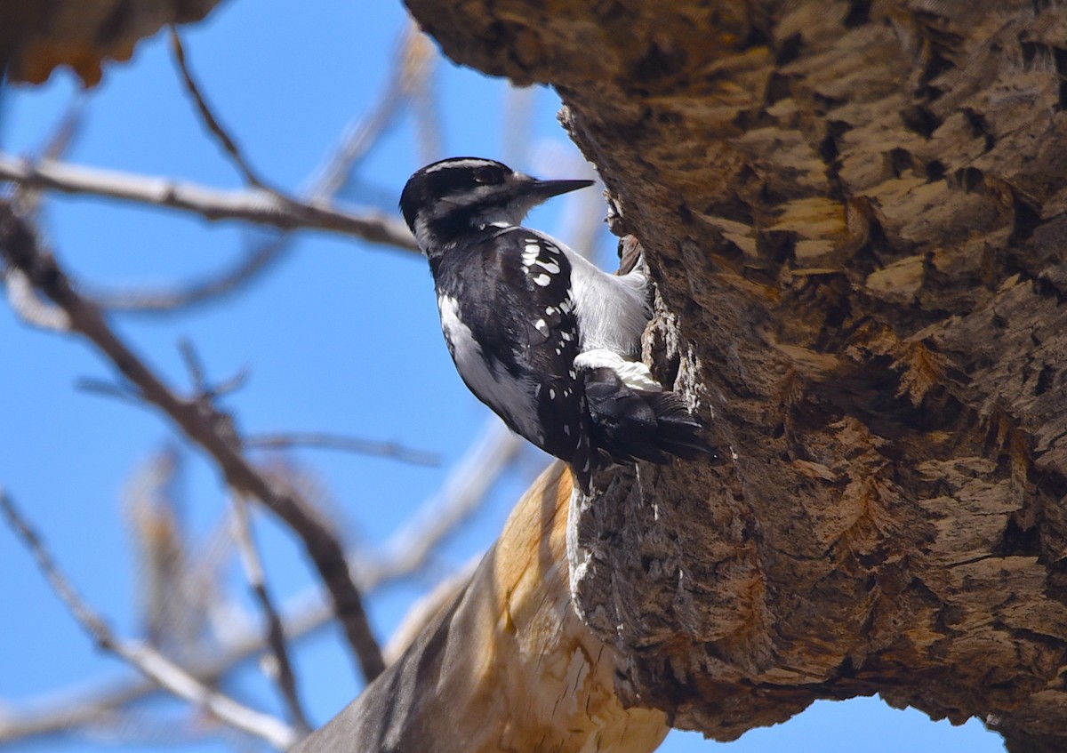 Hairy Woodpecker - D & I Fennell