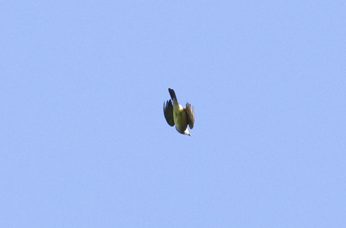 Western Kingbird - Adam Dudley