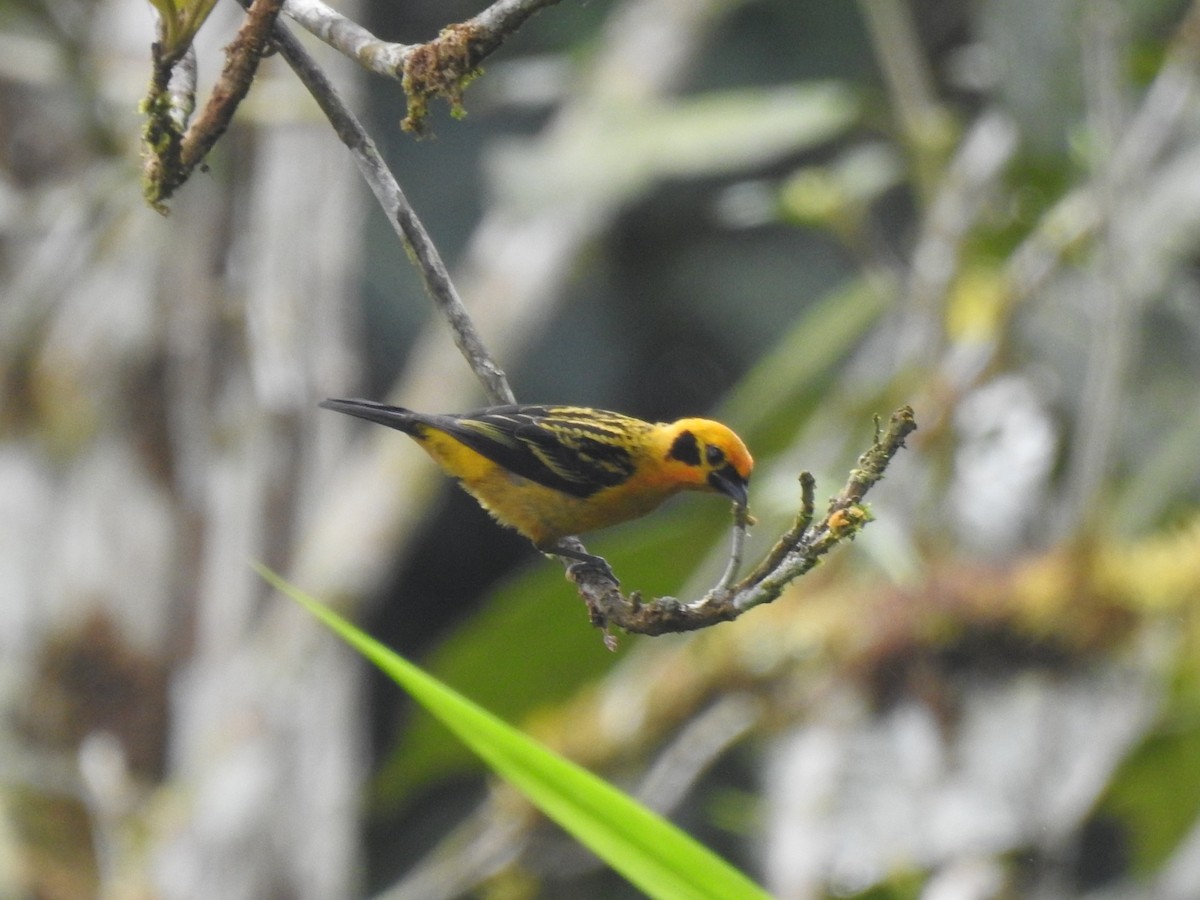 Golden Tanager - fabian castillo