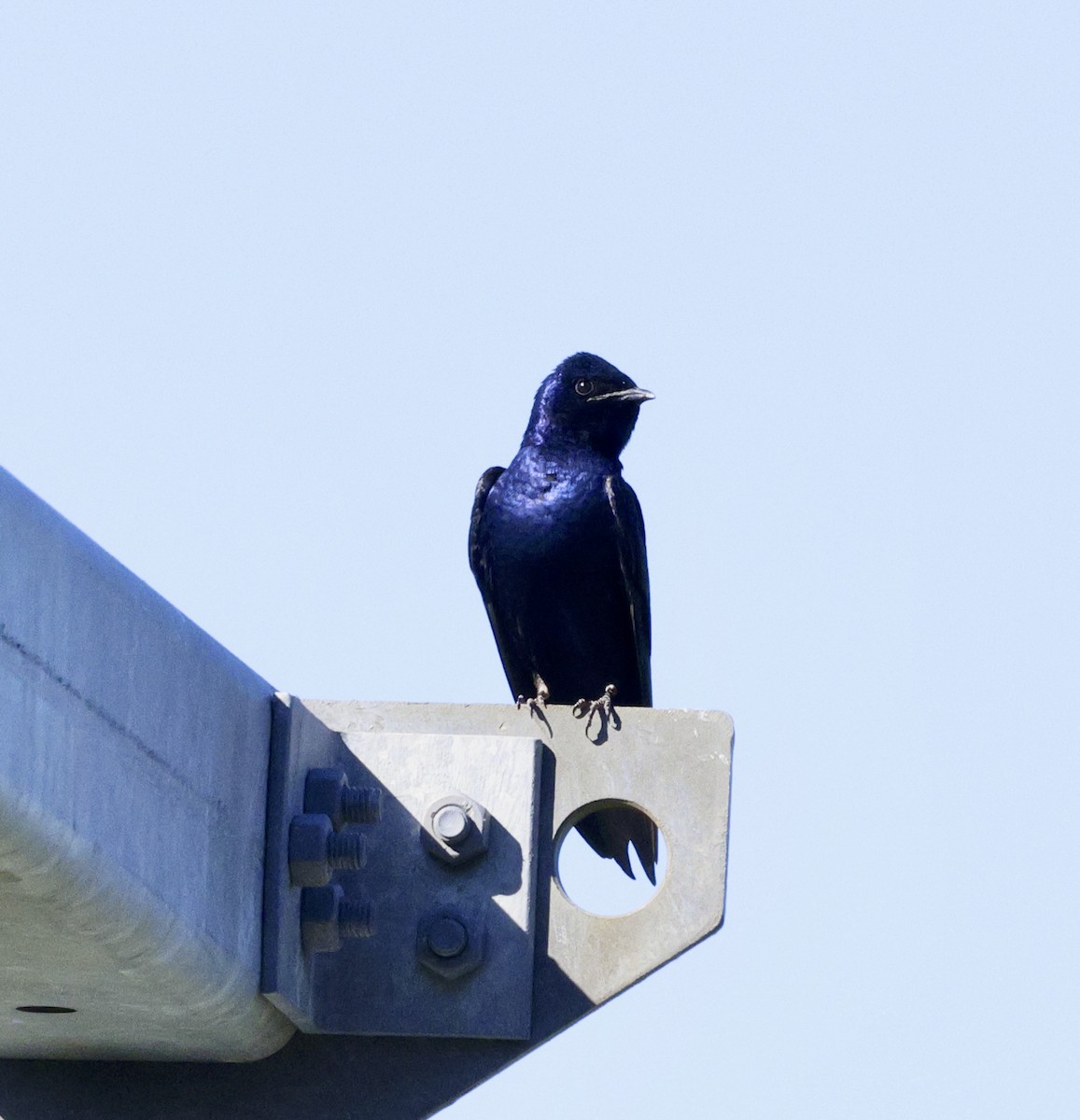 Purple Martin - Adam Dudley