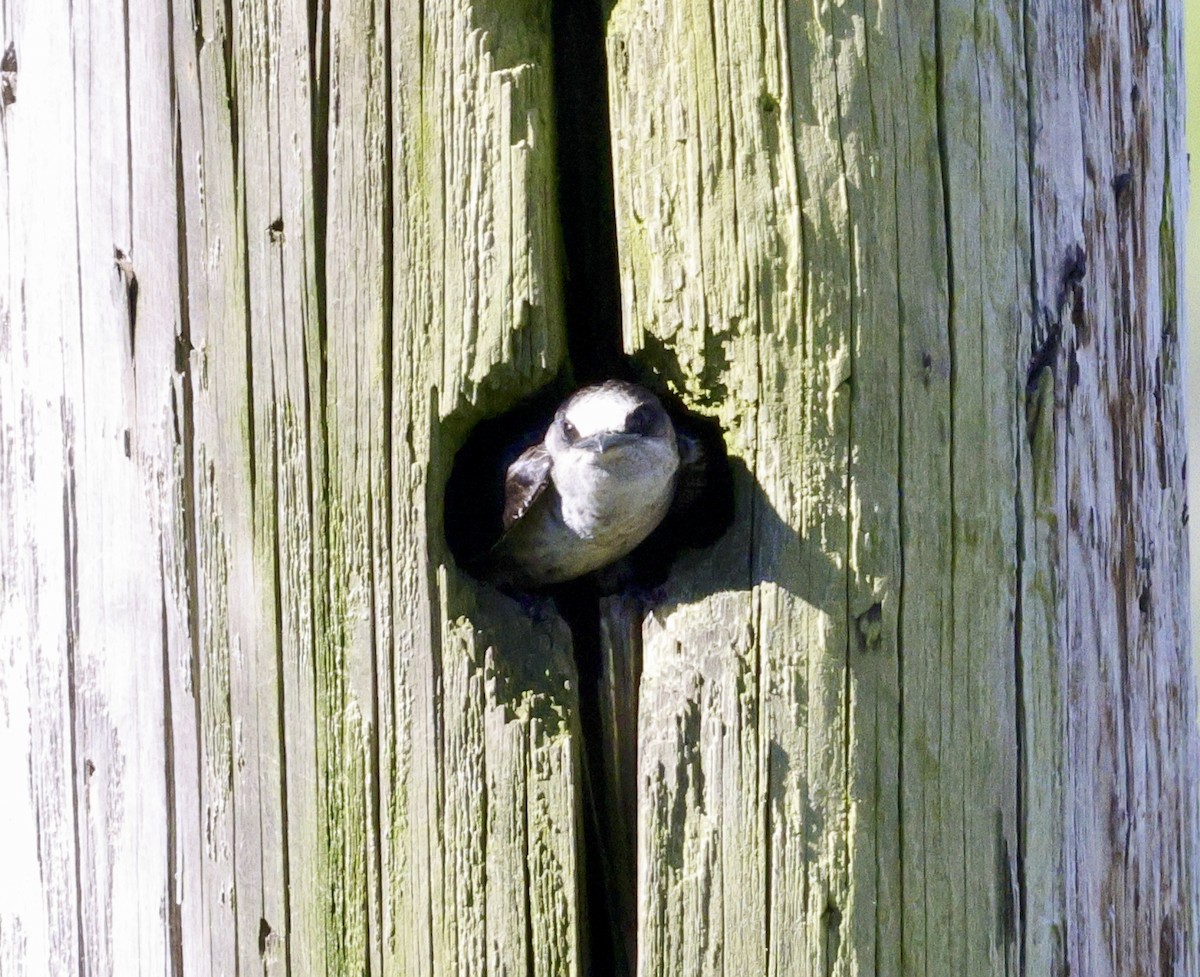 Purple Martin - Adam Dudley