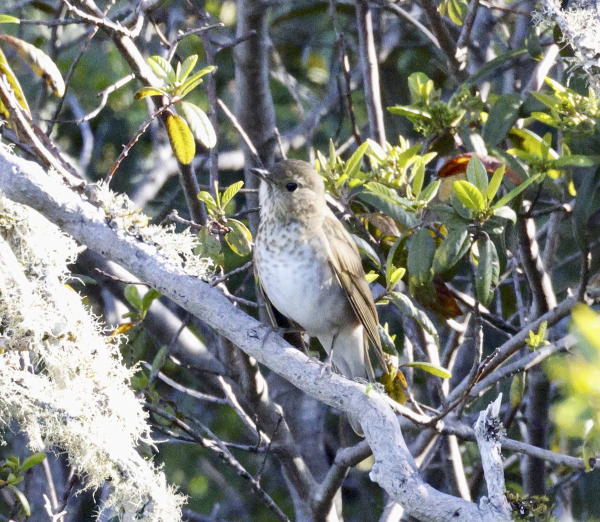 Swainson's Thrush - Adam Dudley