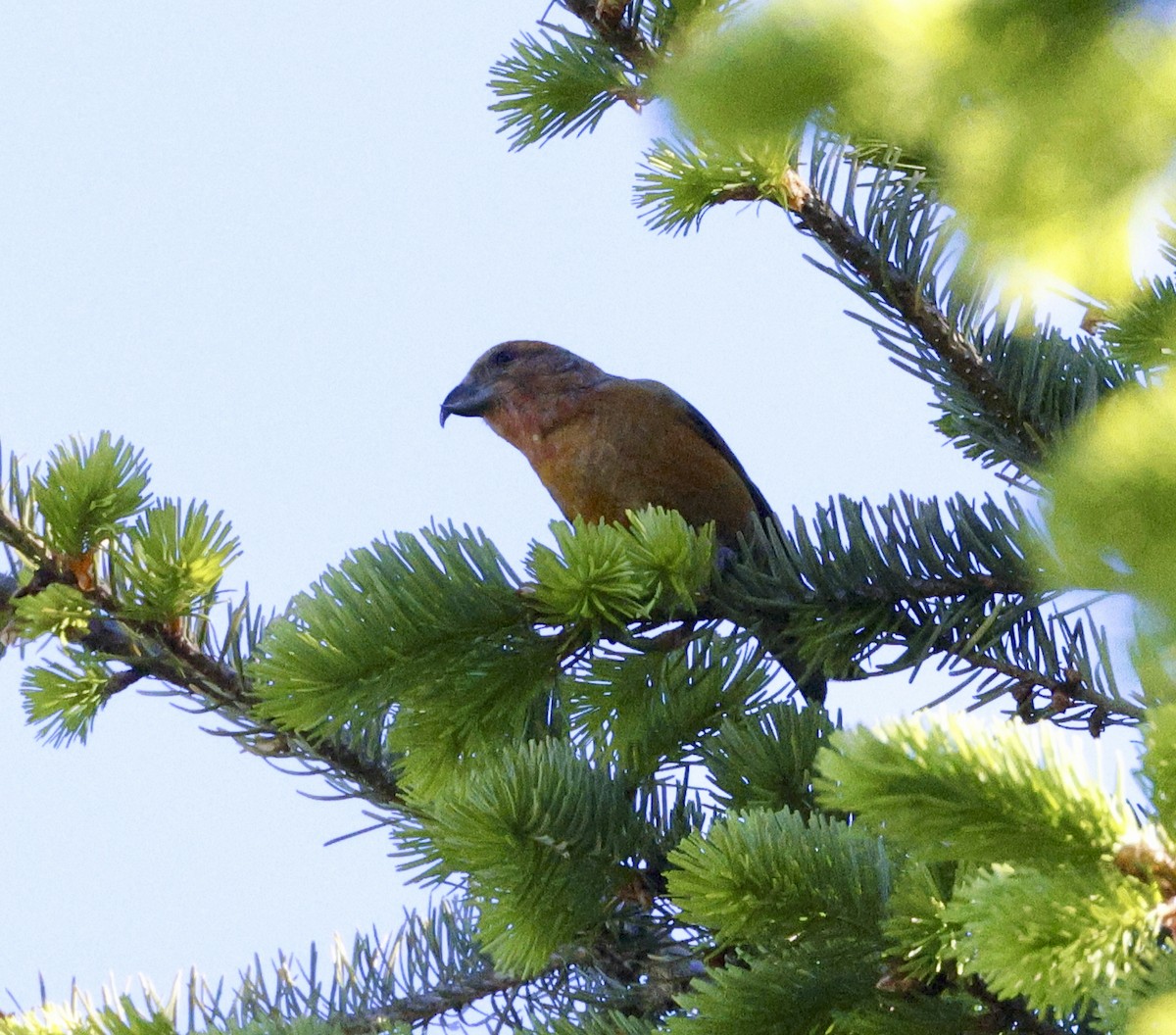 Red Crossbill - Adam Dudley