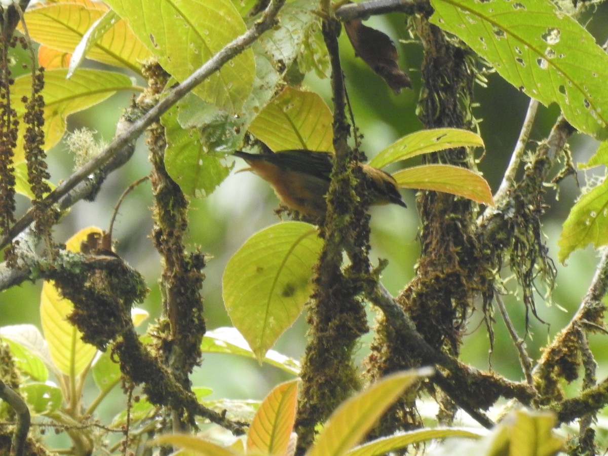 Golden-eared Tanager - fabian castillo