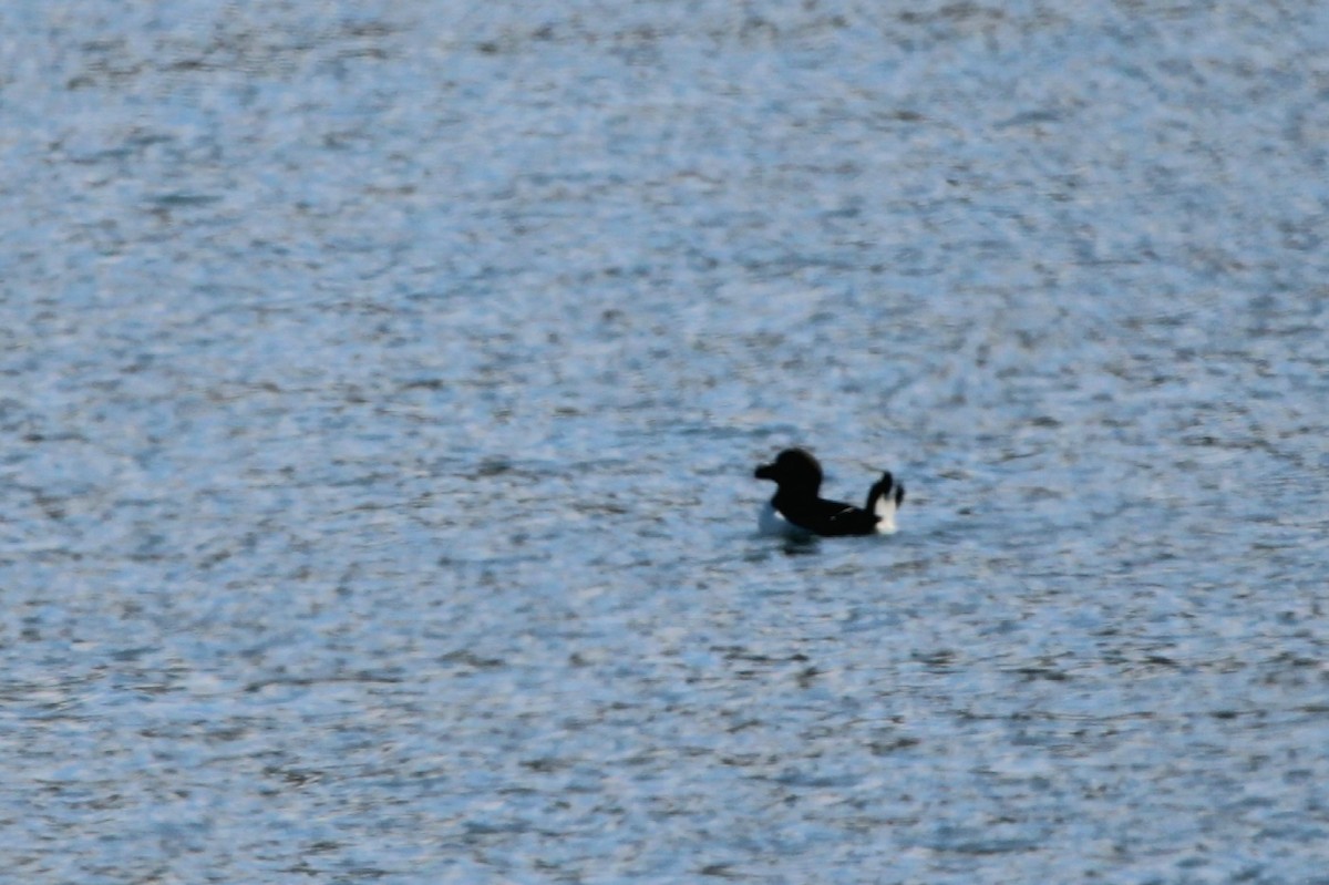 Razorbill - Karine  St-Onge