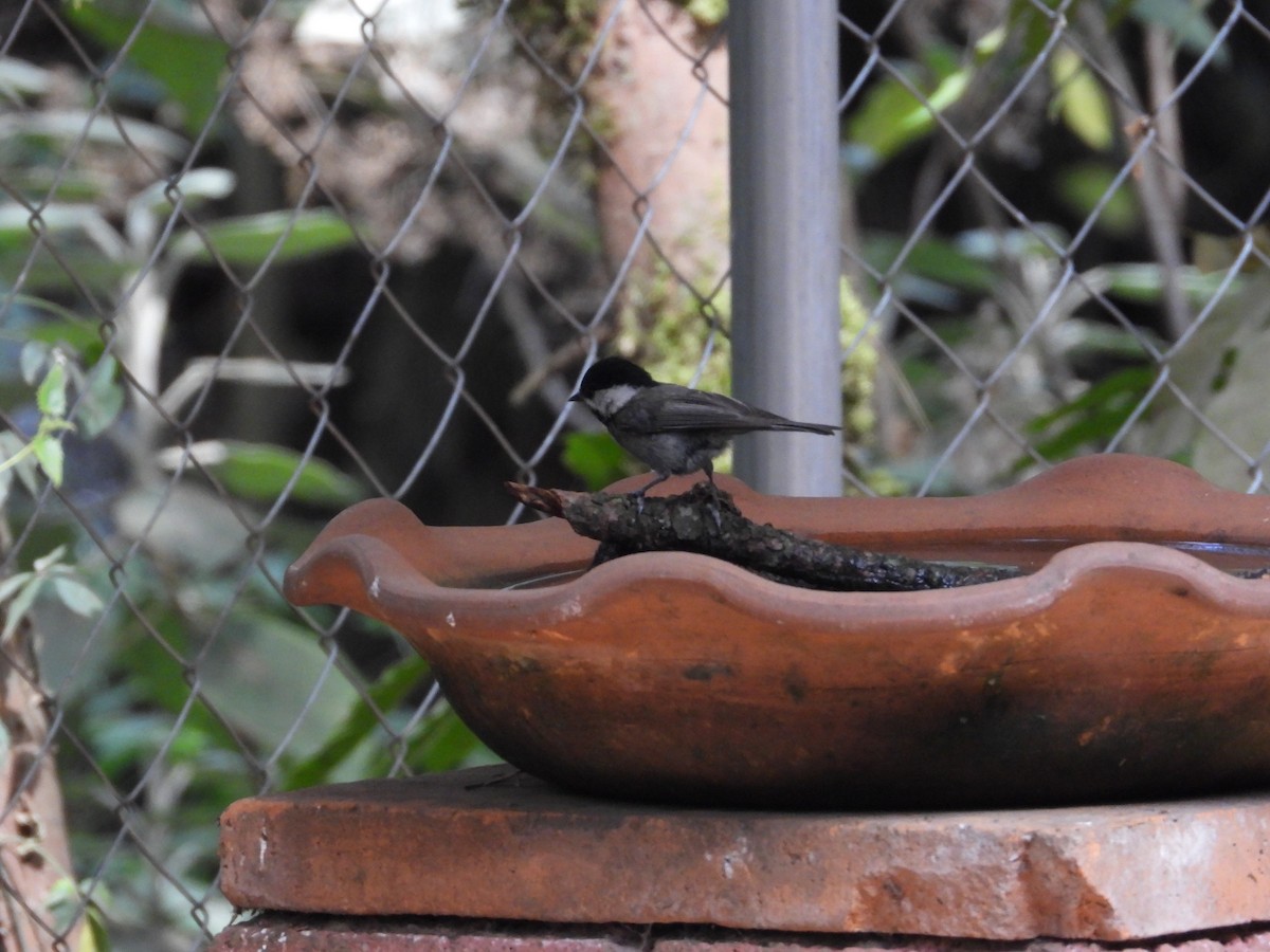 Mexican Chickadee - Nancy Dunn