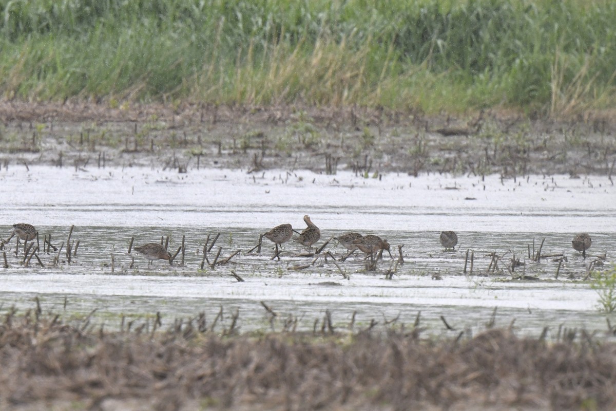 Short-billed Dowitcher - ML618785623