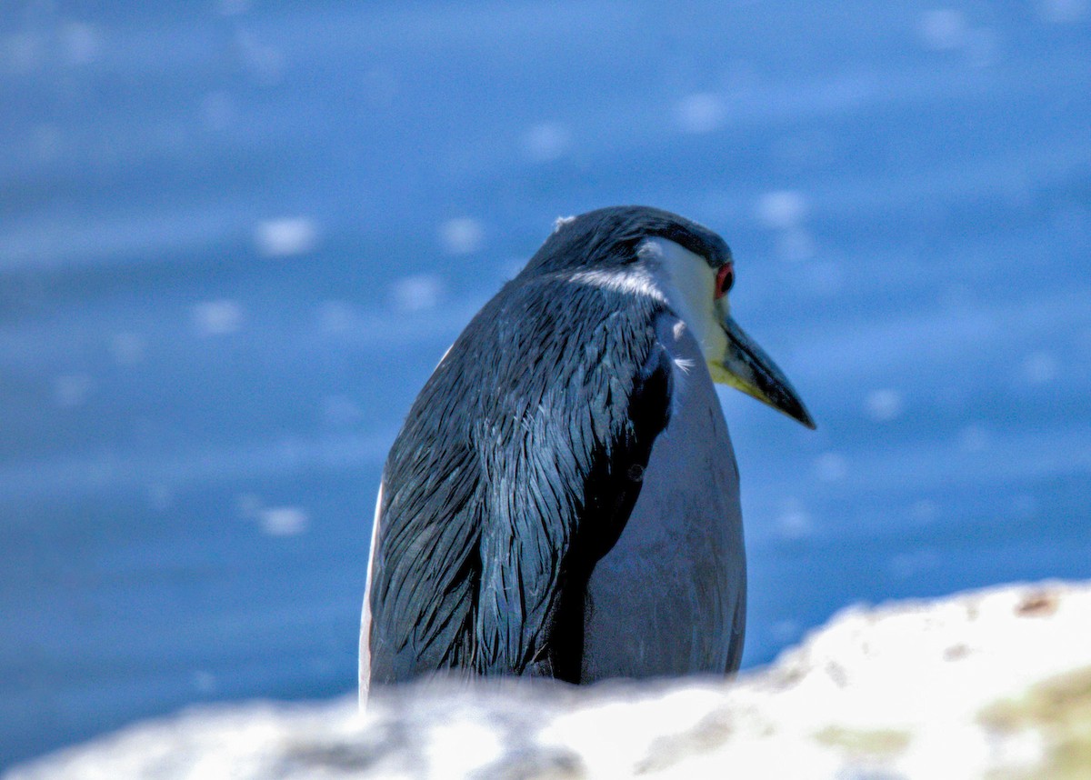 Black-crowned Night Heron - ML618785625