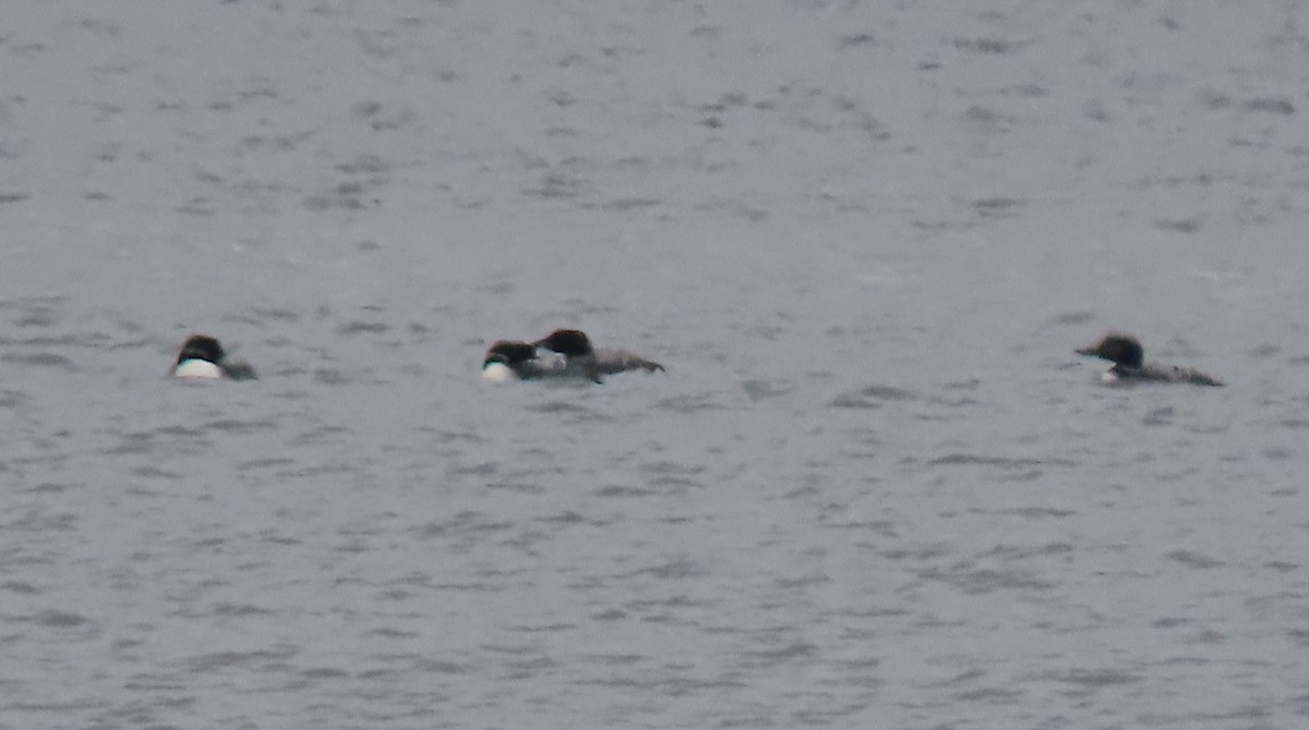 Common Loon - ML618785627