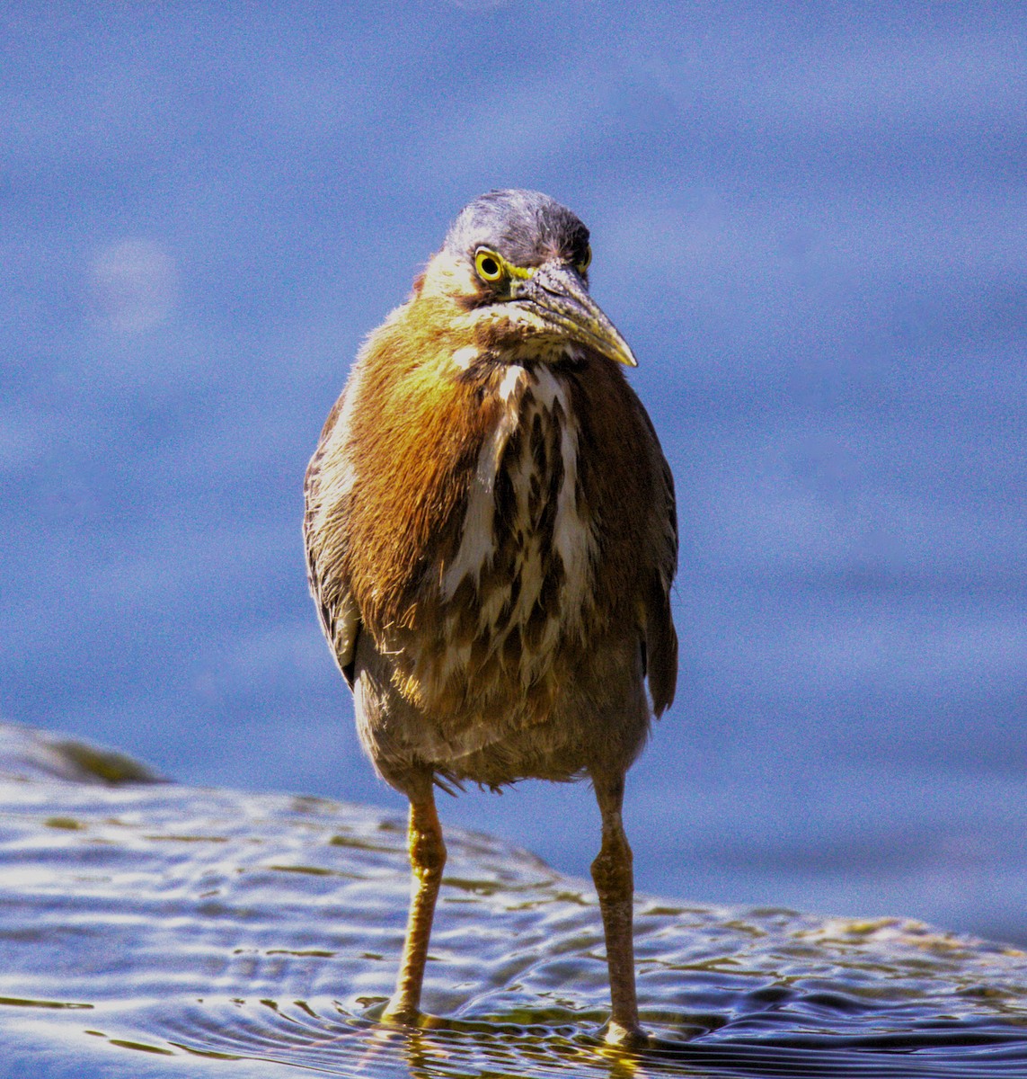 Green Heron - ML618785632