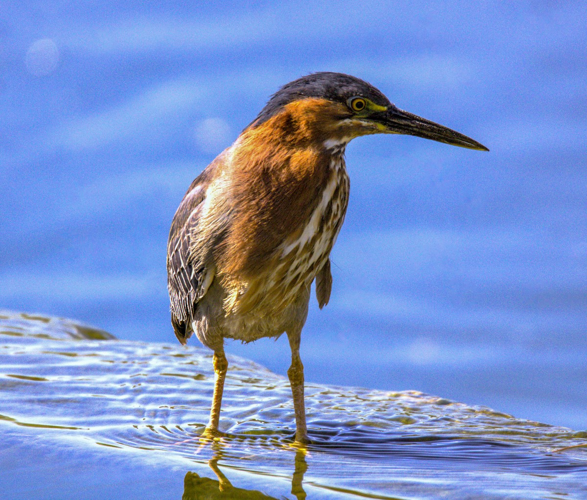 Green Heron - Don Carney