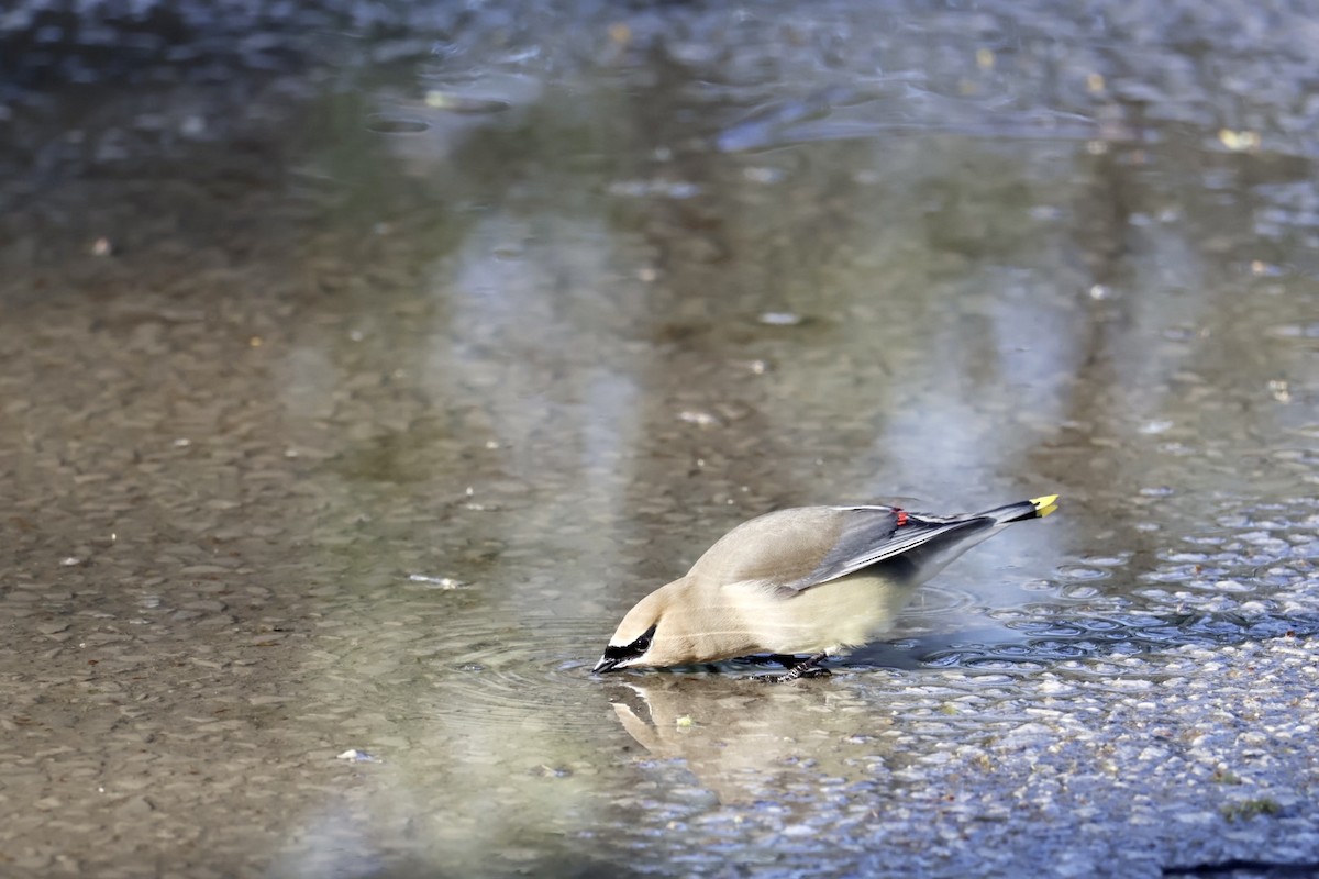 Cedar Waxwing - Robert Linfield