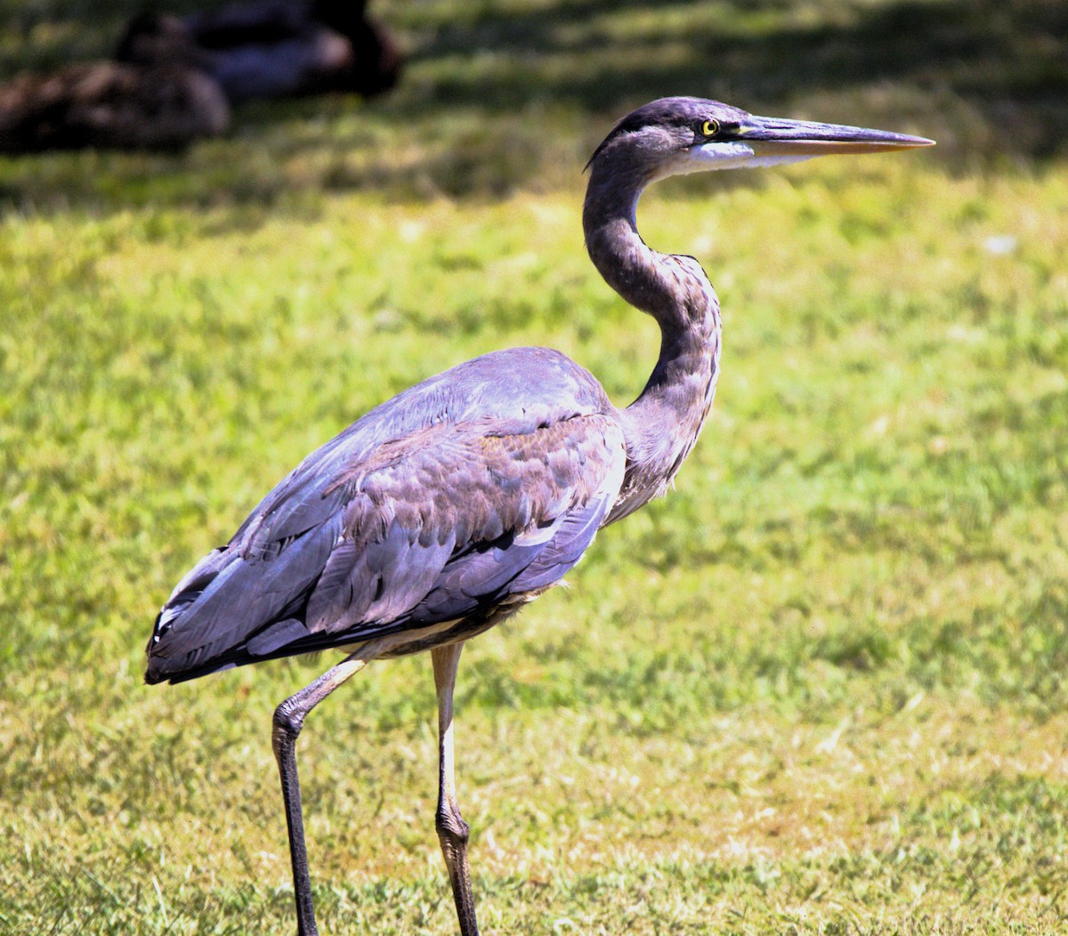 Great Blue Heron - ML618785653