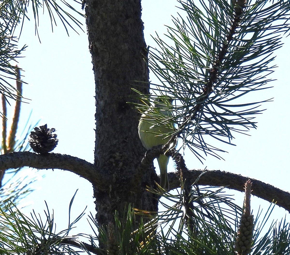 Cassin's Vireo - Mike Coulson