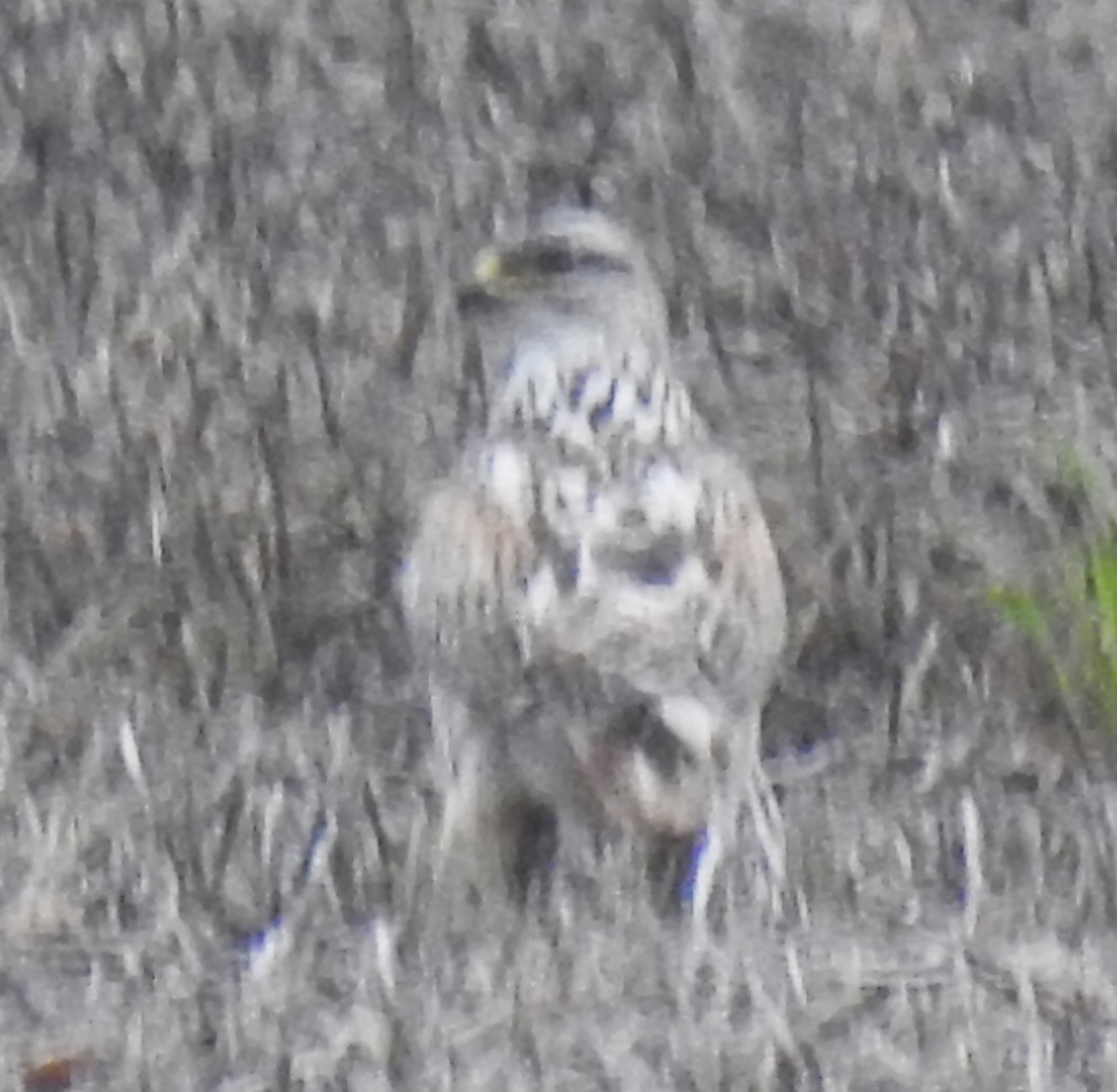 Ferruginous Hawk - Lucio 'Luc' Fazio