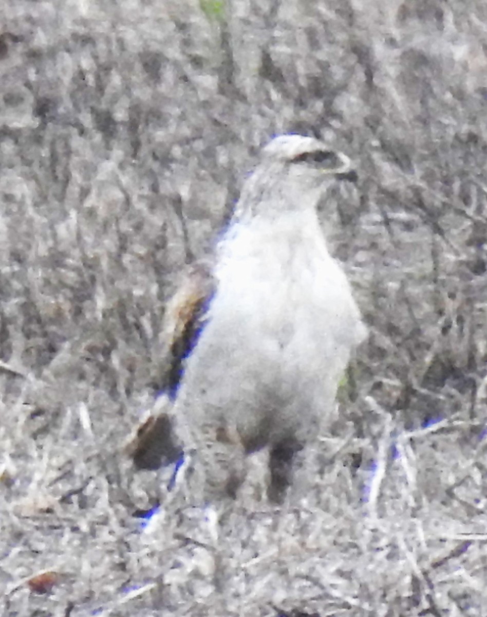 Ferruginous Hawk - Lucio 'Luc' Fazio