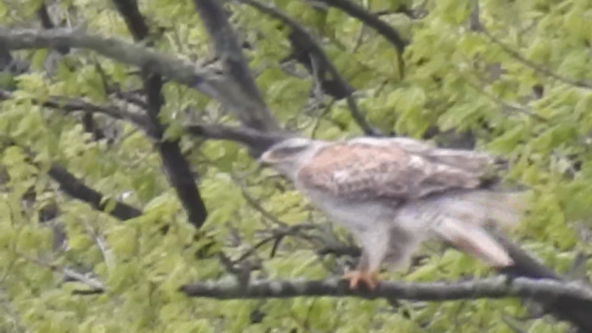 Ferruginous Hawk - Lucio 'Luc' Fazio