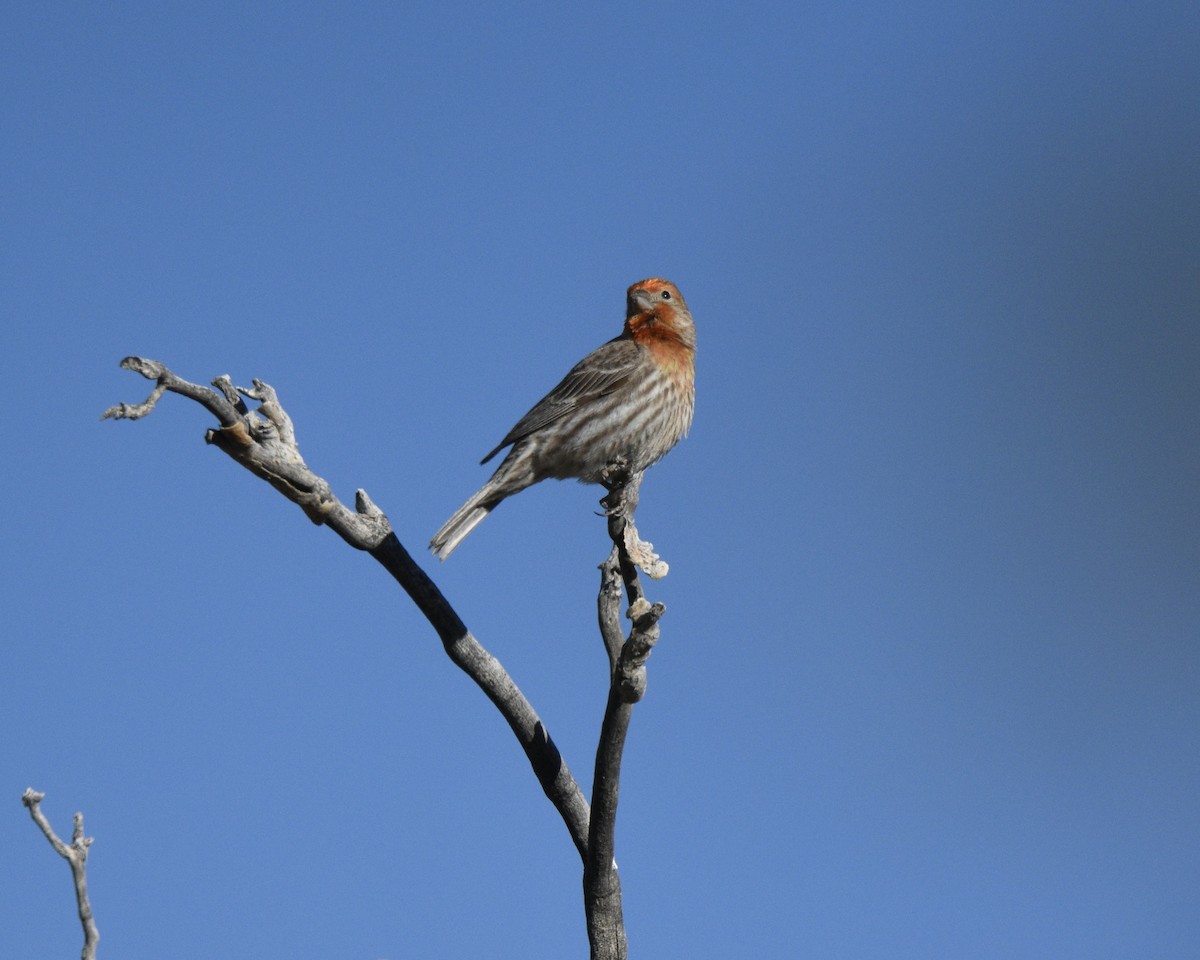 House Finch - ML618785679