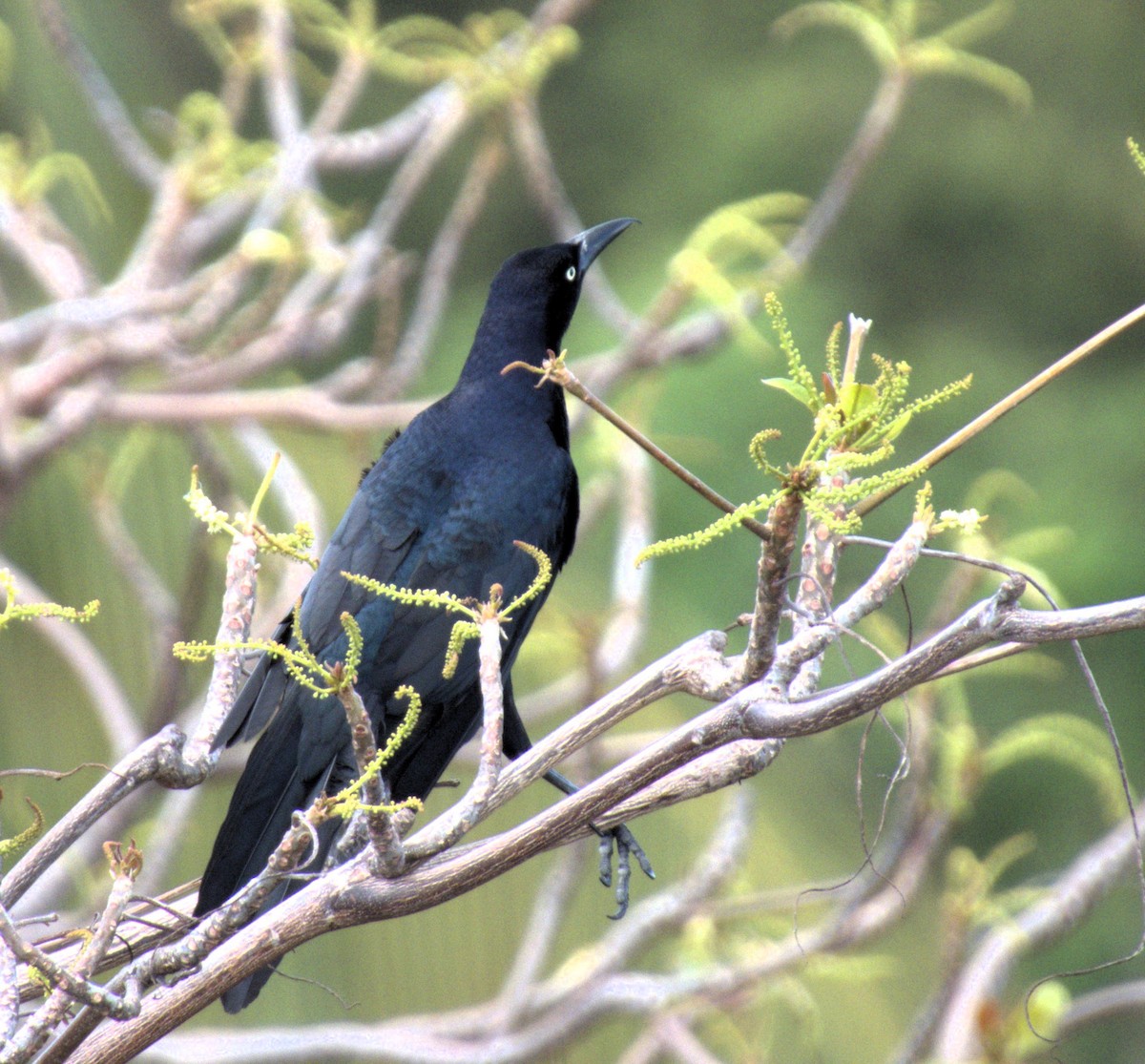 Great-tailed Grackle - ML618785682