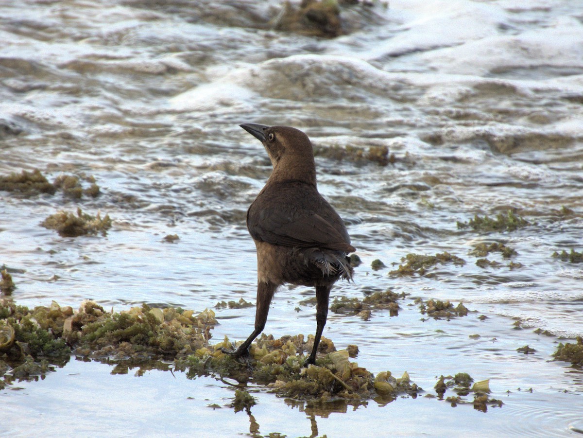 Great-tailed Grackle - ML618785685