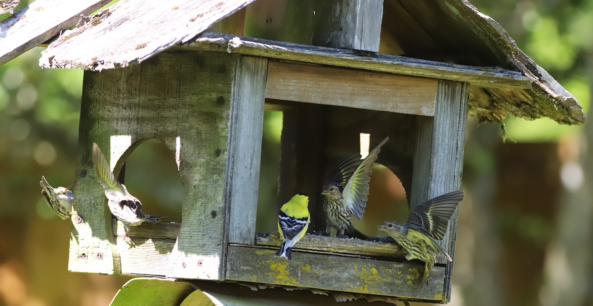 Pine Siskin - Grace Thornton