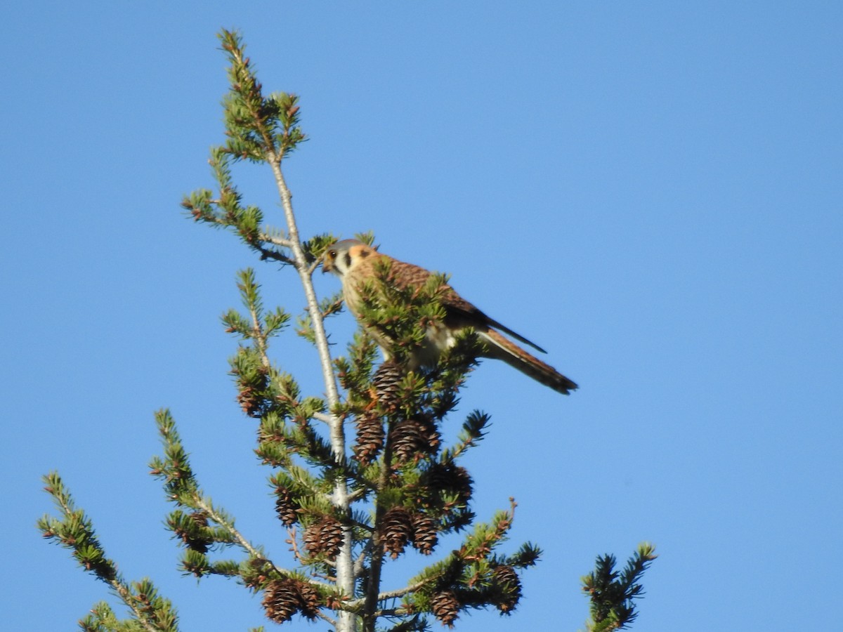 American Kestrel - ML618785708