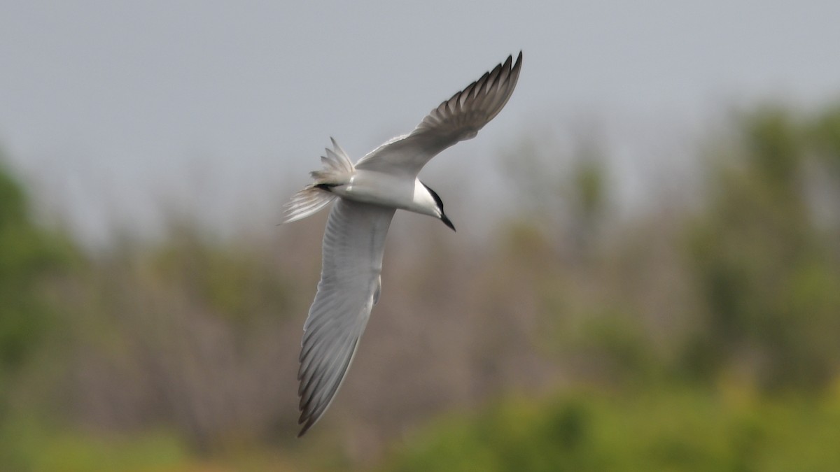 Gull-billed Tern - Carl Winstead