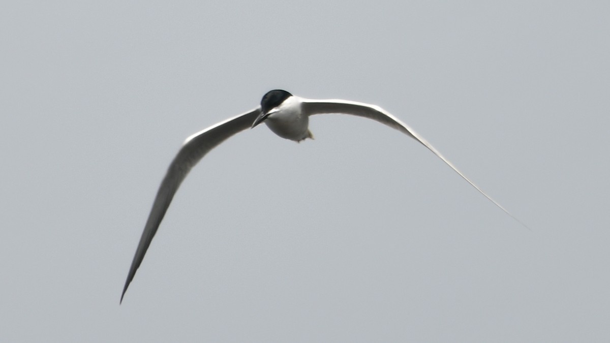 Gull-billed Tern - Carl Winstead