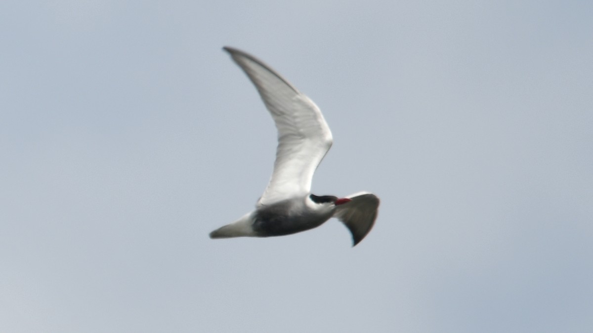 Whiskered Tern - Carl Winstead