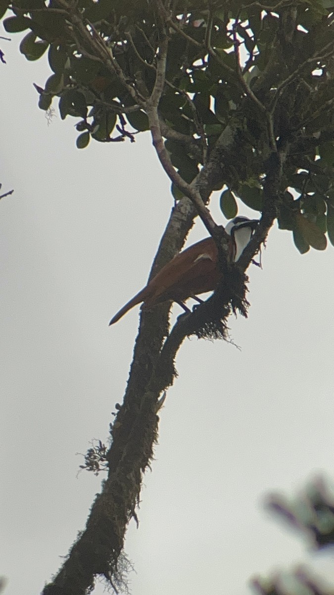 Three-wattled Bellbird - Arsen Klyuev